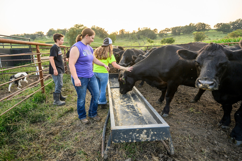 Three people stand and pet cattle that are drinking out of a trough.