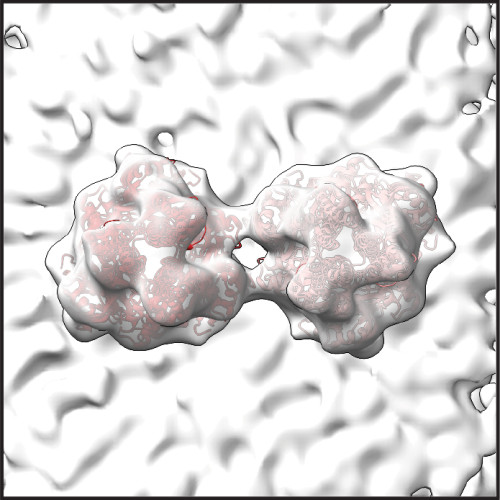 An image shows a cluster of pinkish proteins on a whitish background.