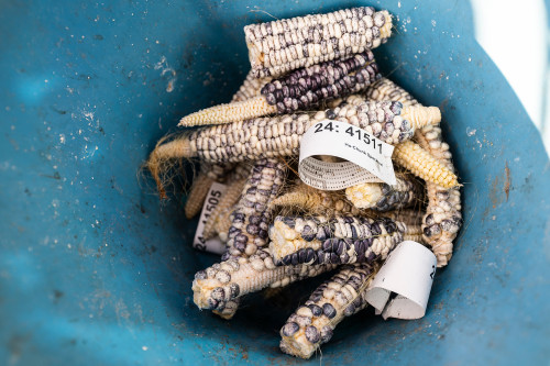 Several corn cobs are gathered in a bowl.