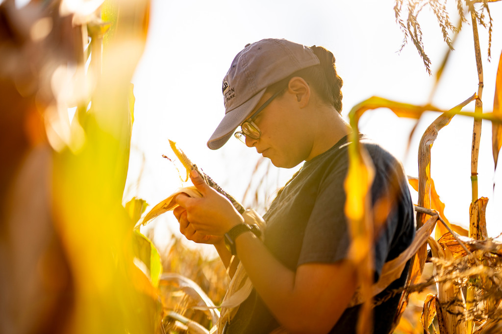 A woman examines an ear of corn closely as she stands in a cornfield.