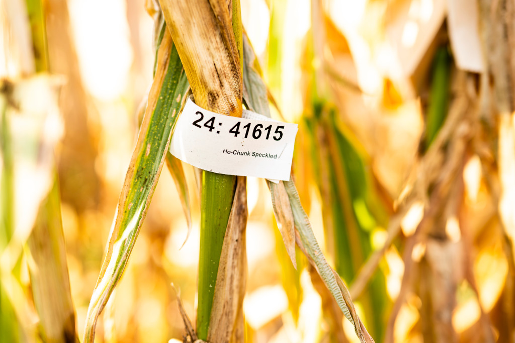 Stalks of corn are shown.