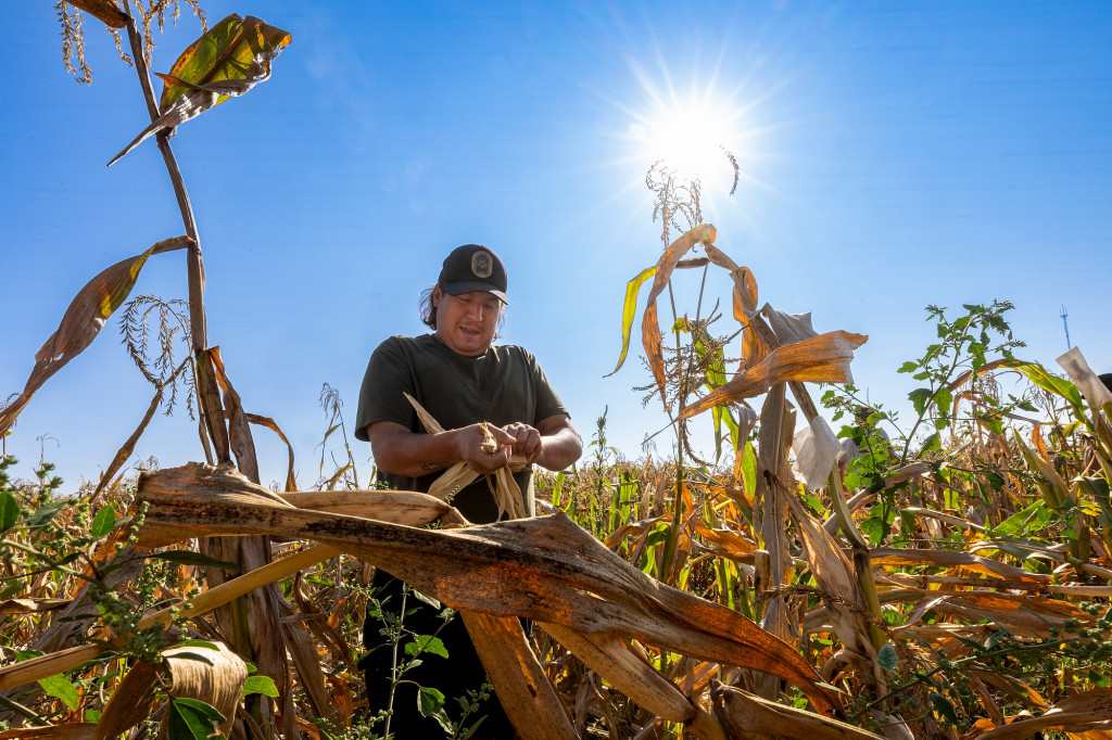 A man holds some corn he's picked.