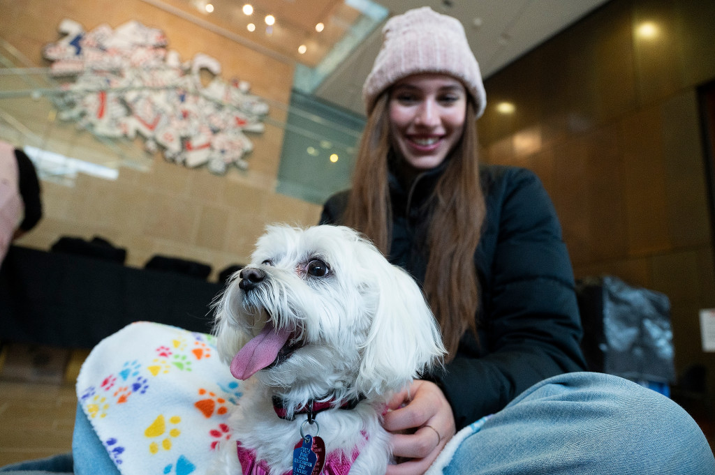 A white dog is being petted by a woman wearing a hat.