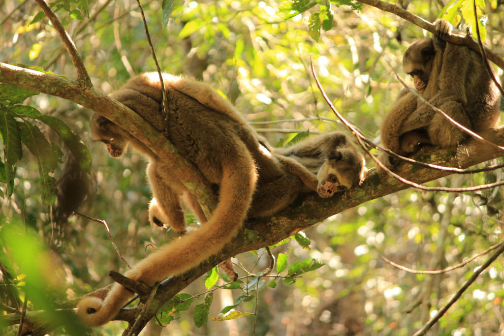 Threat of abrupt mortality events keeps endangered monkey population at ...