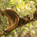 Some monkeys play on a tree branch.