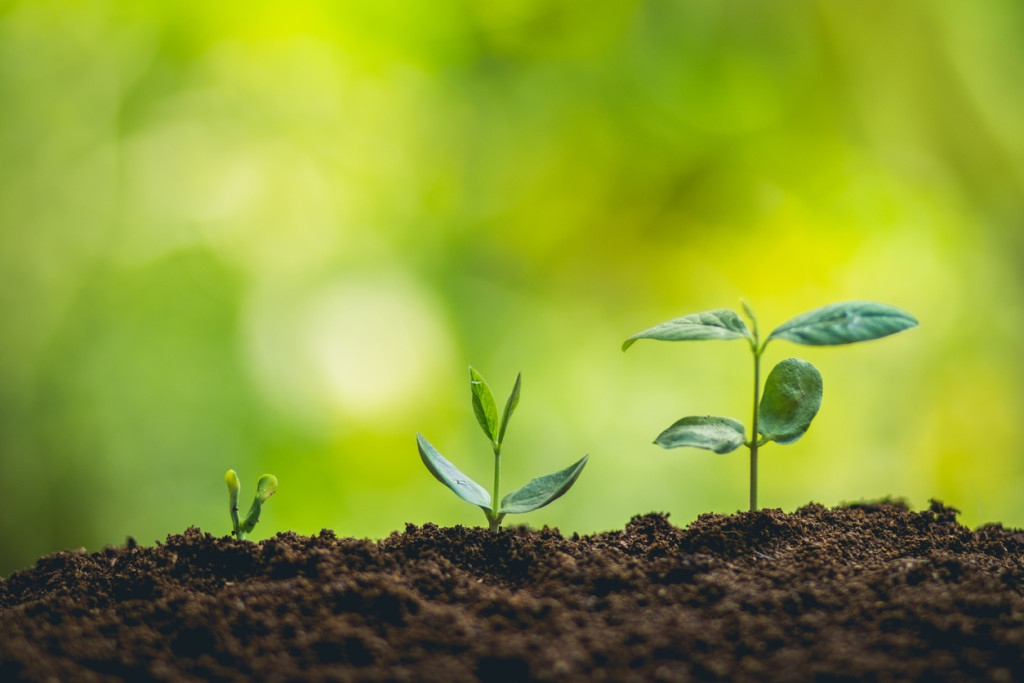 Three plants at various stages of growth are shown planted in the ground.