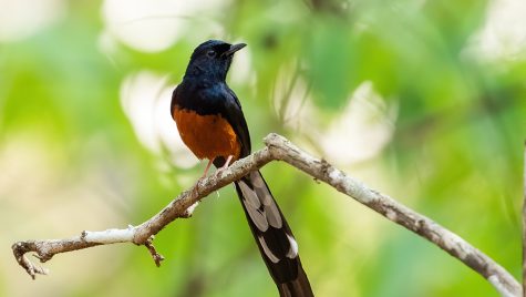 Ecological and evolutionary traits like body mass and beak size influence the vocalization frequency of bird species, such as the White-rumped Shama (Copsychus malabaricus), in Chikkamagaluru, India. 