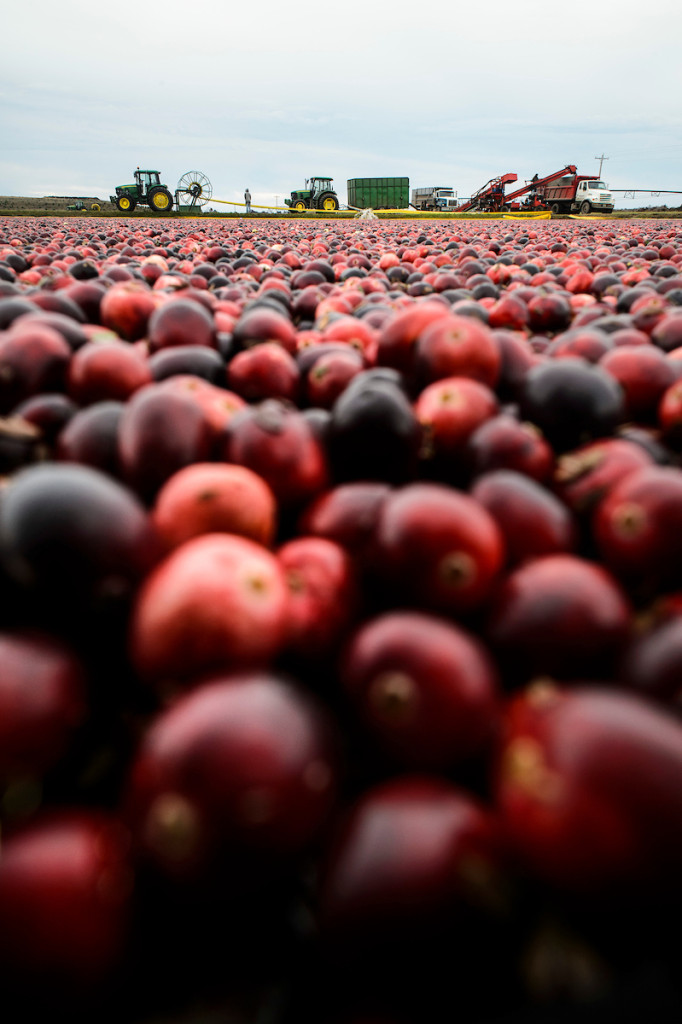 Close-up of cranberries in a bog with farm tractors in the distance