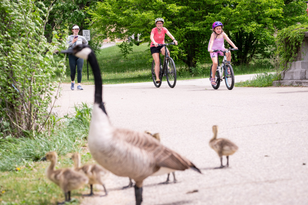 Bikers riding on the Lakeshore pathare shown in focus in the background of the photo. An adult Canadian goose leads goslings down the same bath in the foreground.