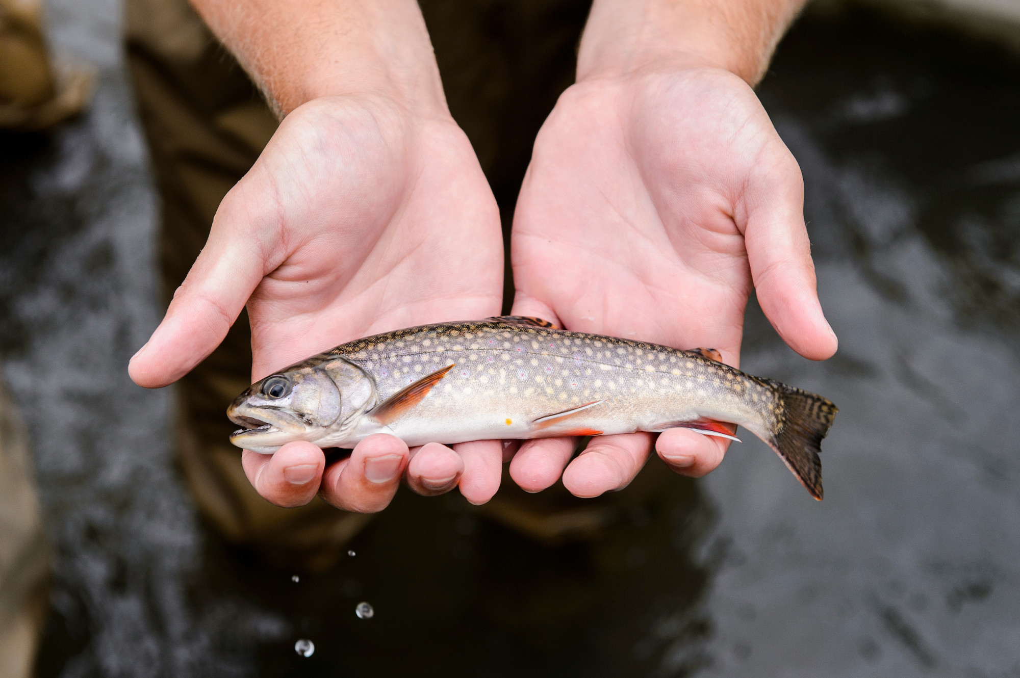 Two extended hands hold a small trout.