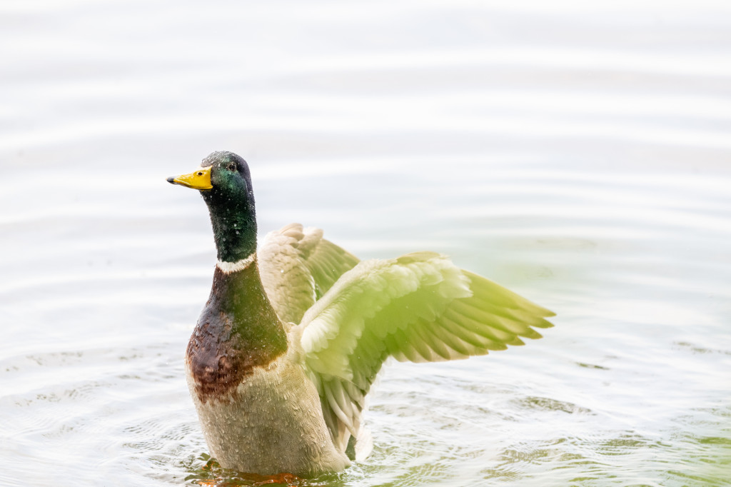 A mallard duck spreads its wing as it emerges from the water.