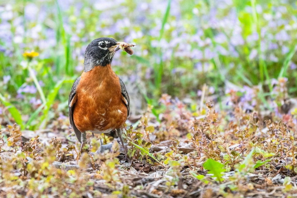 A worm sits in the mouth of a robin that sits on the earth floor.