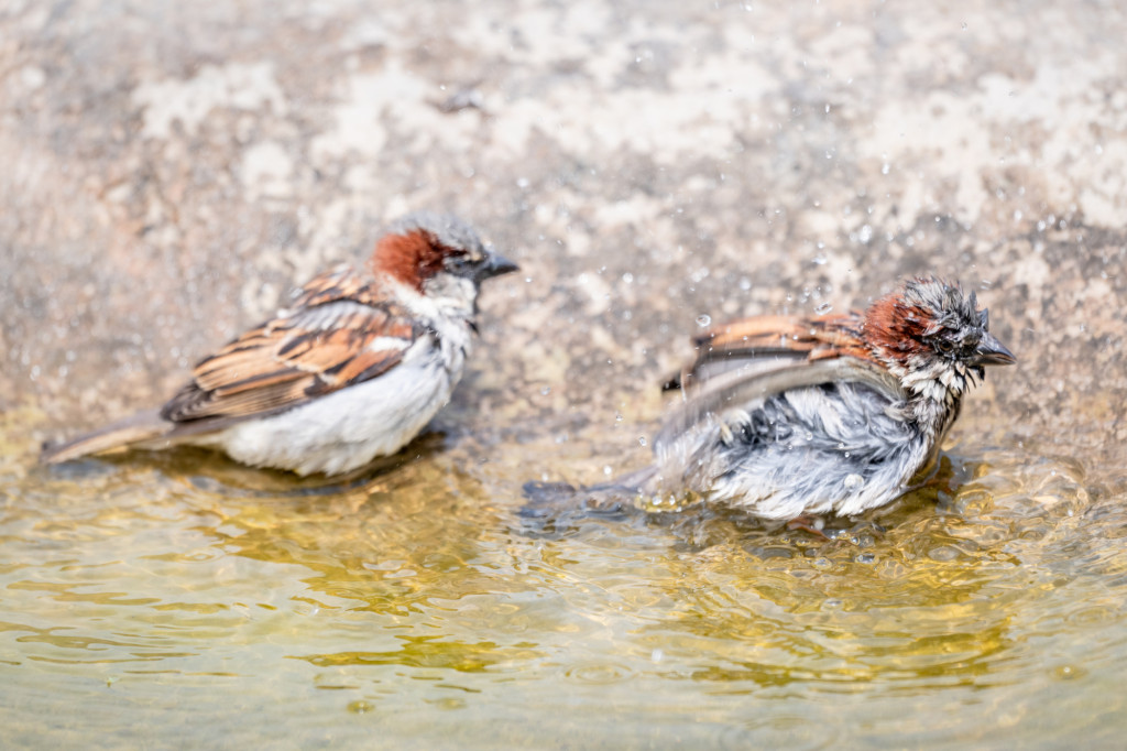 Two sparrows bath in the water at the base of a rock.