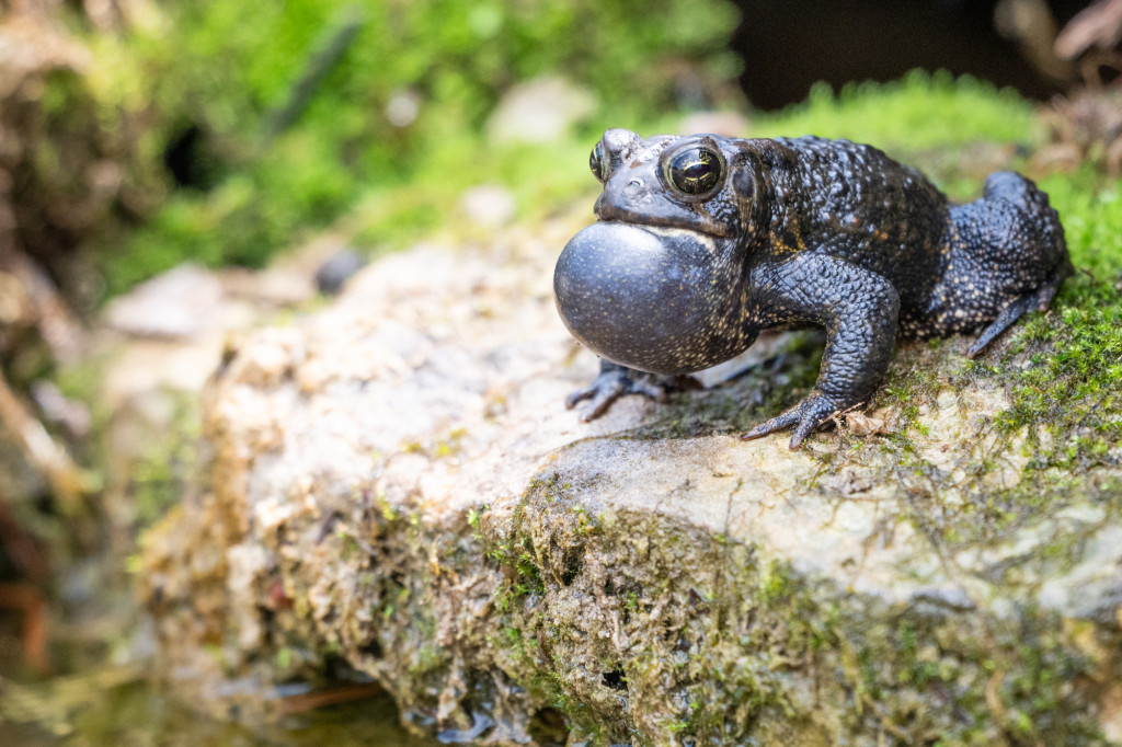 Sitting on a rock near water, a toad is shown in mid-croak.