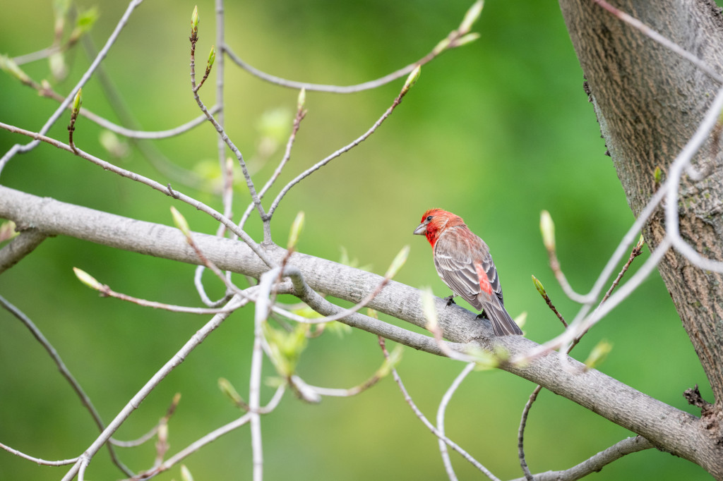 A single finch sits in a budding tree.