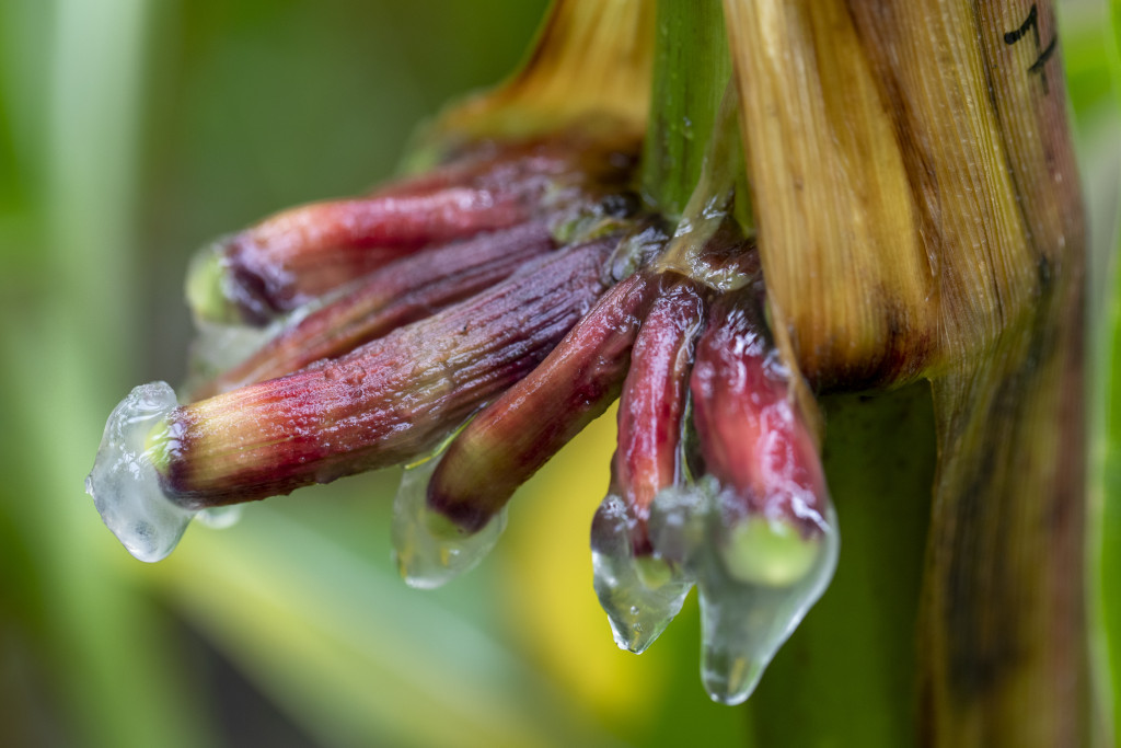 Some growths on a corn plant drip a clear substance.