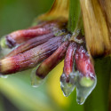 Some growths on a corn plant drip a clear substance.