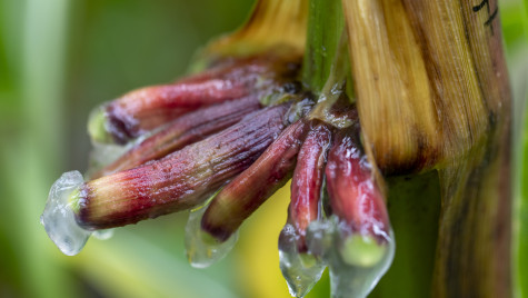 Some growths on a corn plant drip a clear substance.