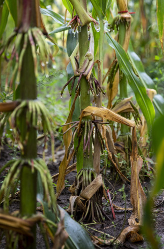 Growths from corn stalk look wilty and drip with a clear substance.