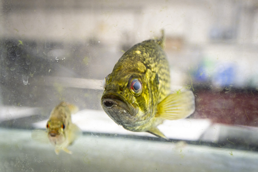 A fish is seen swimming, a smaller one is at left.