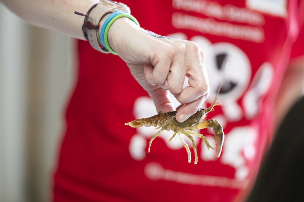 A hand carefully holds a crayfish.