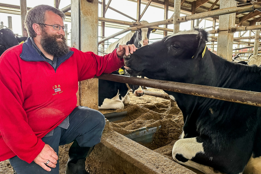A man is shown petting a cow in a barn.