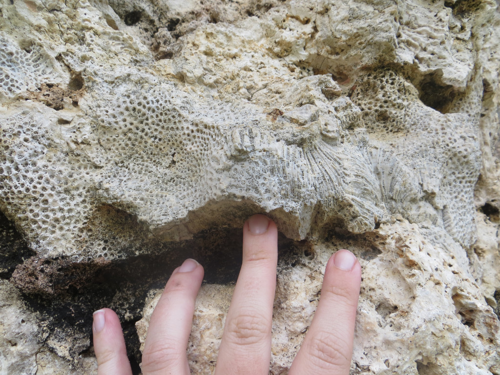 Fingers rest on a close up of fossilized coral.