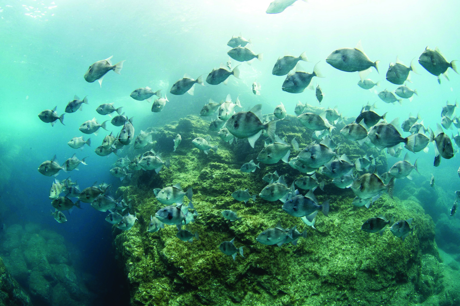 Satellites show that strictly protected marine areas exclude industrial ...