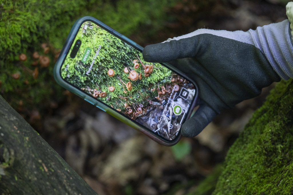 The close up of a hand holding a phone shows image identification of mushrooms growing on a downed log.