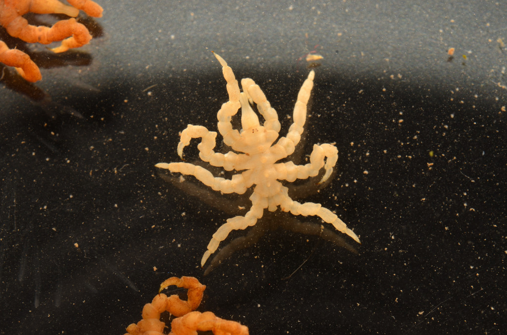 海グモのゲノム解読が進化研究に貢献(Meet the ‘weird’ sea spider that’s mapping the evolution of eight-legged creatures)