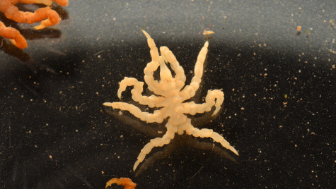 An image of the knotty sea spider, Pycnogonum litorale