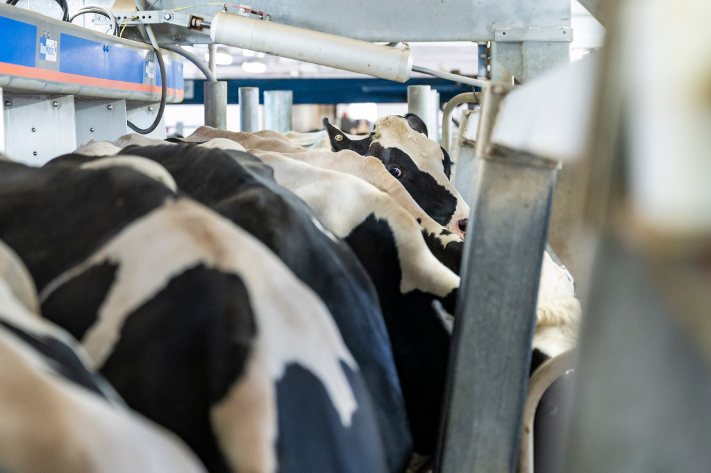 Holsteen cattle stand together in a milking parlor.