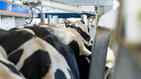 Holsteen cattle stand together in a milking parlor.