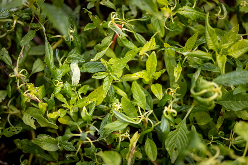 A close-up image of waterhemp weed.
