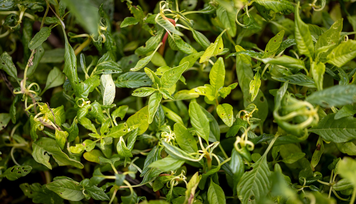 A close-up image of waterhemp weed.