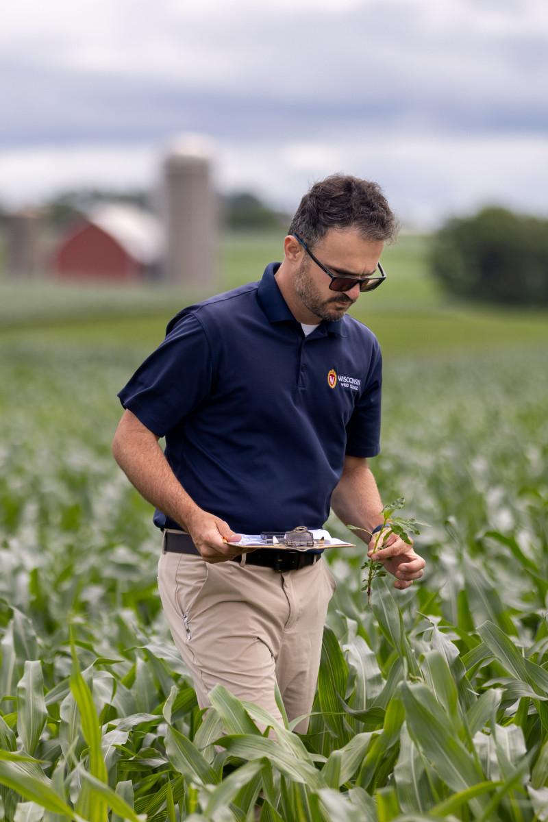 Werle holds a clipboard in one hand and a weed stalk in the other hand as he walks through corn fields.