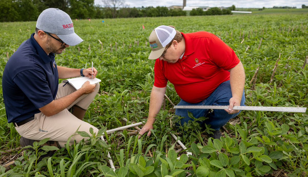 Werle and Smith kneel in a soybean field. Werle holds a pen and paper in his hands while Smith measure waterhemp growing between rows of soybeans. 
