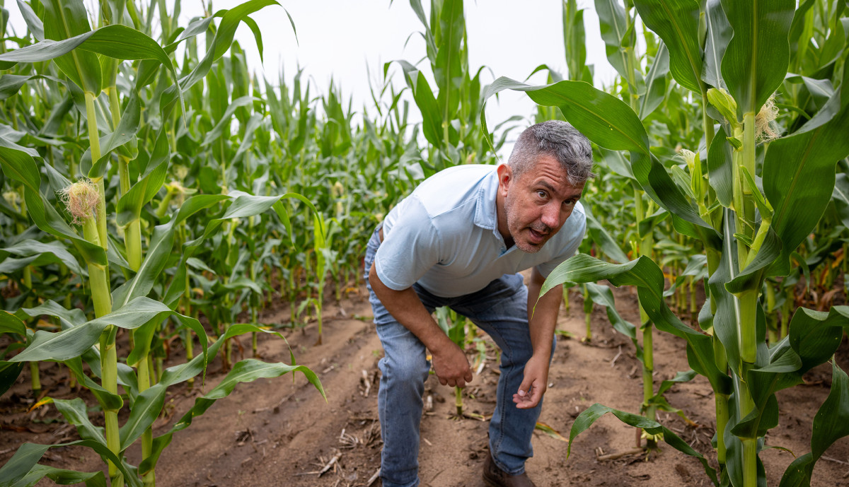 A man crouches down to show the roots of a cornstalk. 