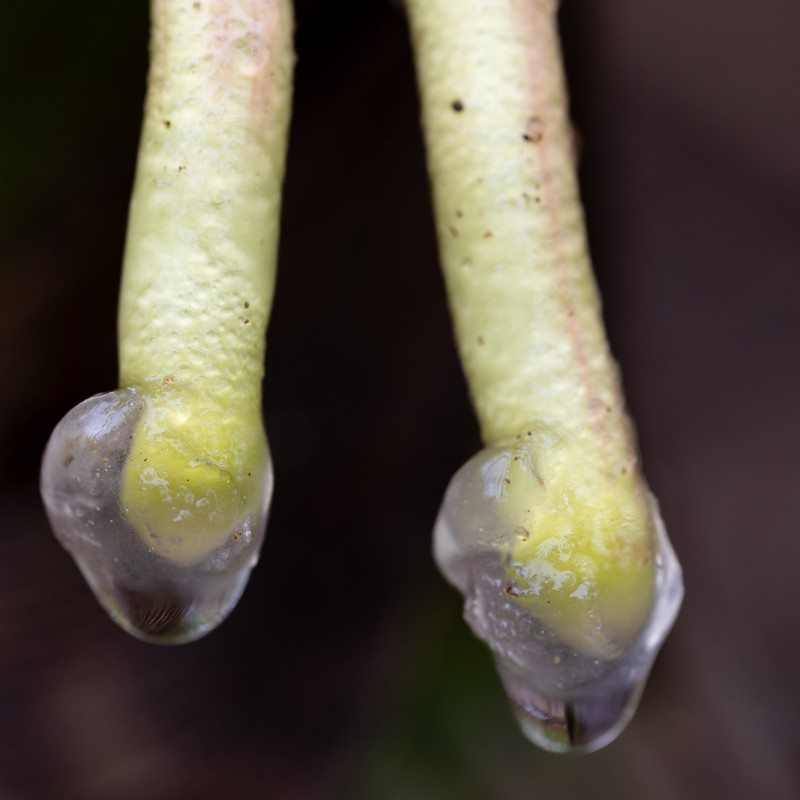 A close-up visual of mucus forming around cornstalk air roots. 