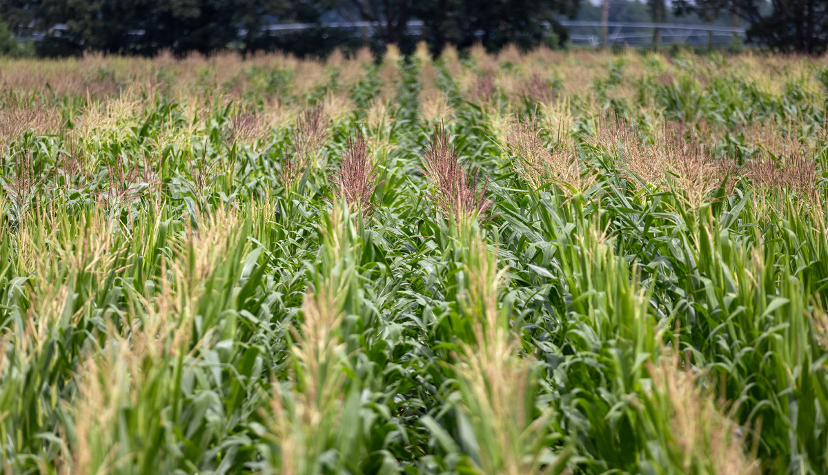A photo shows rows of corn. 