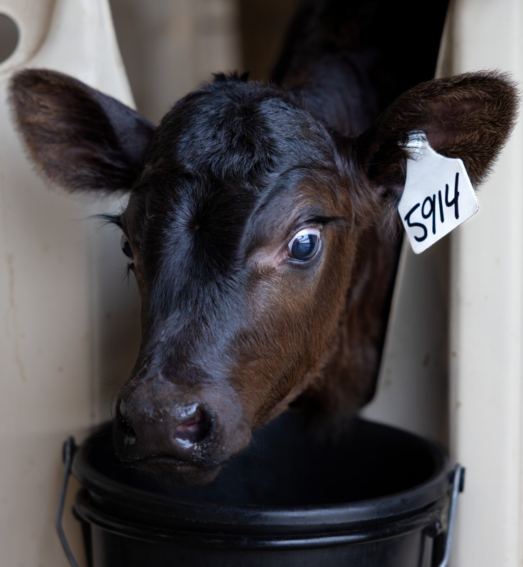 A circular thumbnail that shows the face of a black calf. 