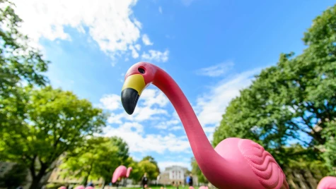 A close-up of a plastic pink flamingo is shown on Bascom Hill. In the background, out of focus pink flamingos dot the hill up to Bascom Hall.