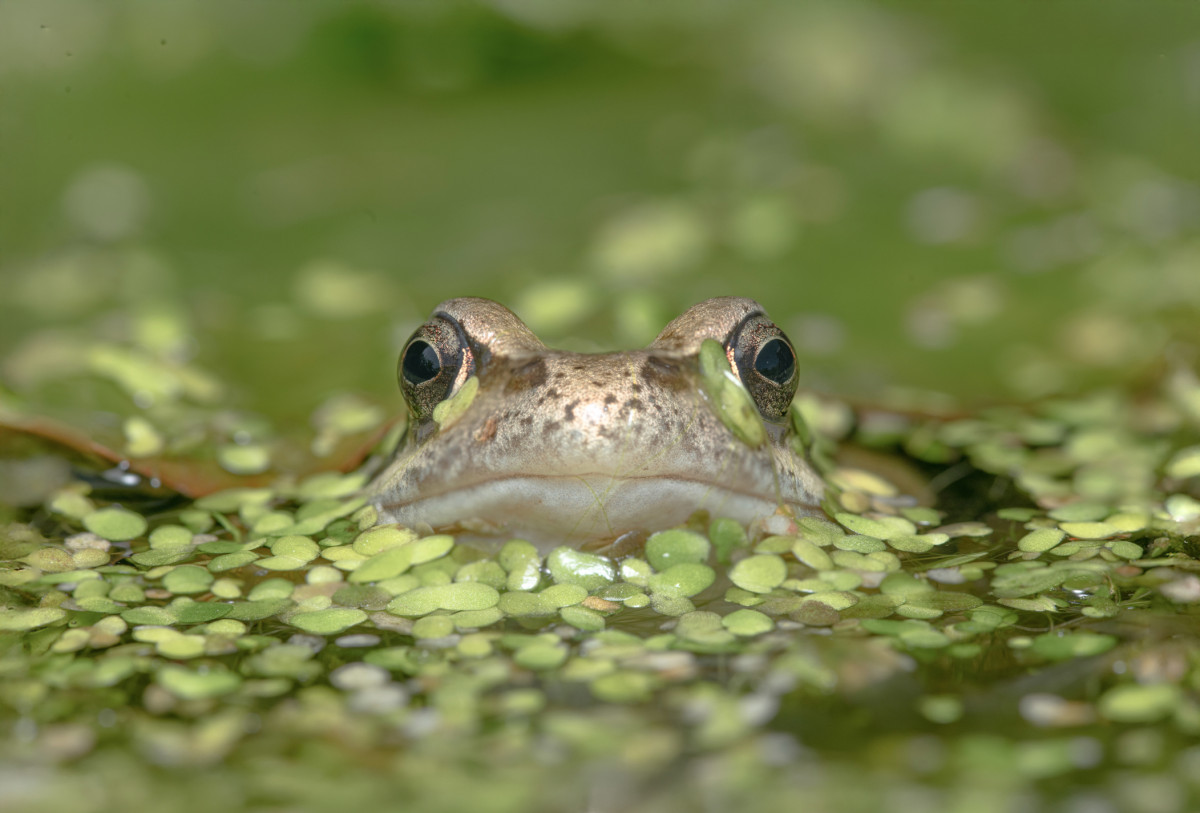 A frog hiding in duckweed peeks up through up through the water on the surface of a pond.