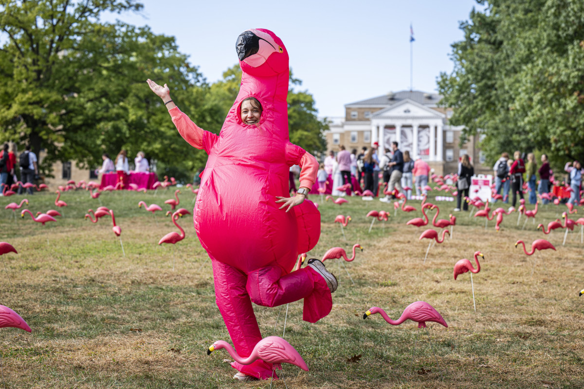 A person wearing a pink flamingo costume stands on Bascom Hill among plastic flamingos planted in the grass.