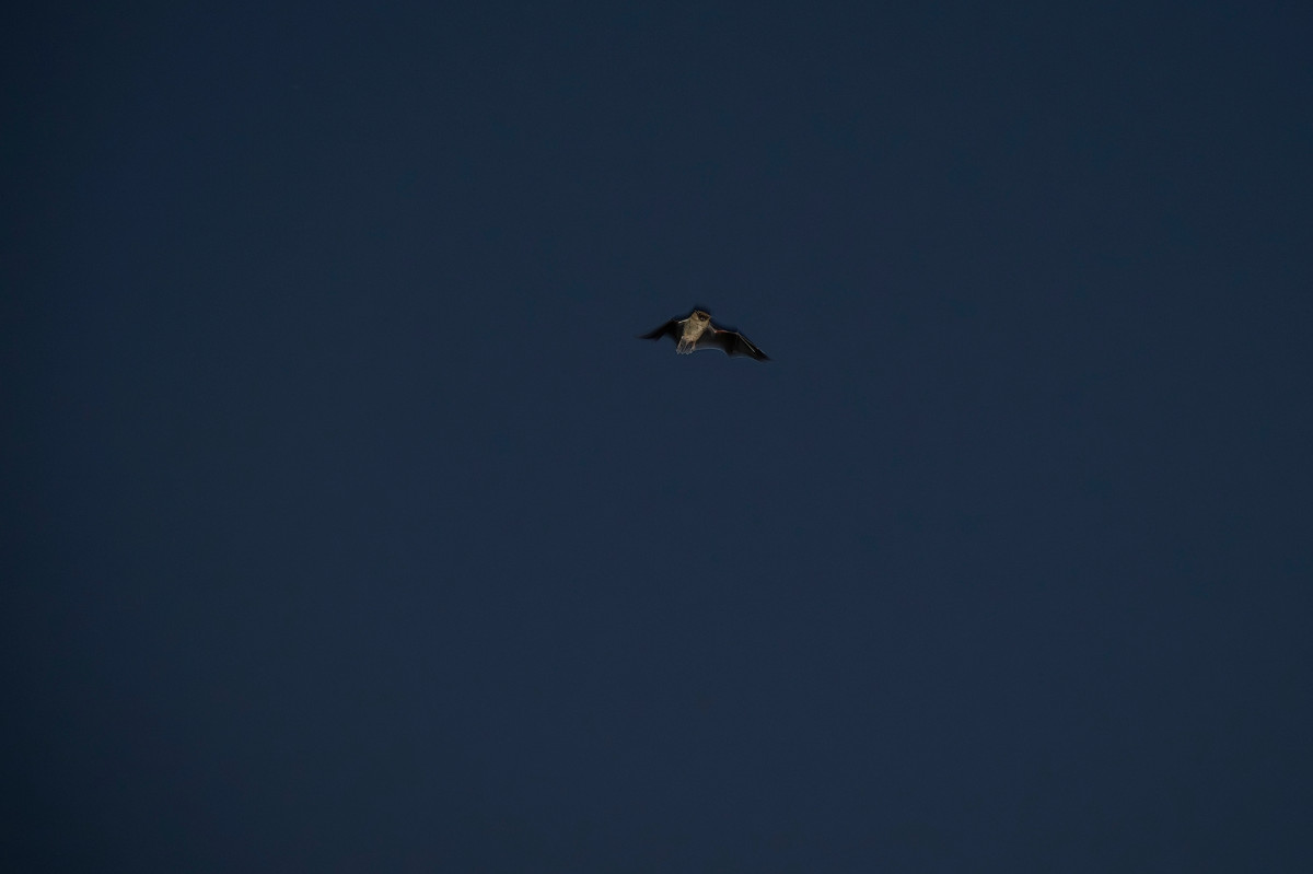 Photo of a single bat flying in the night sky