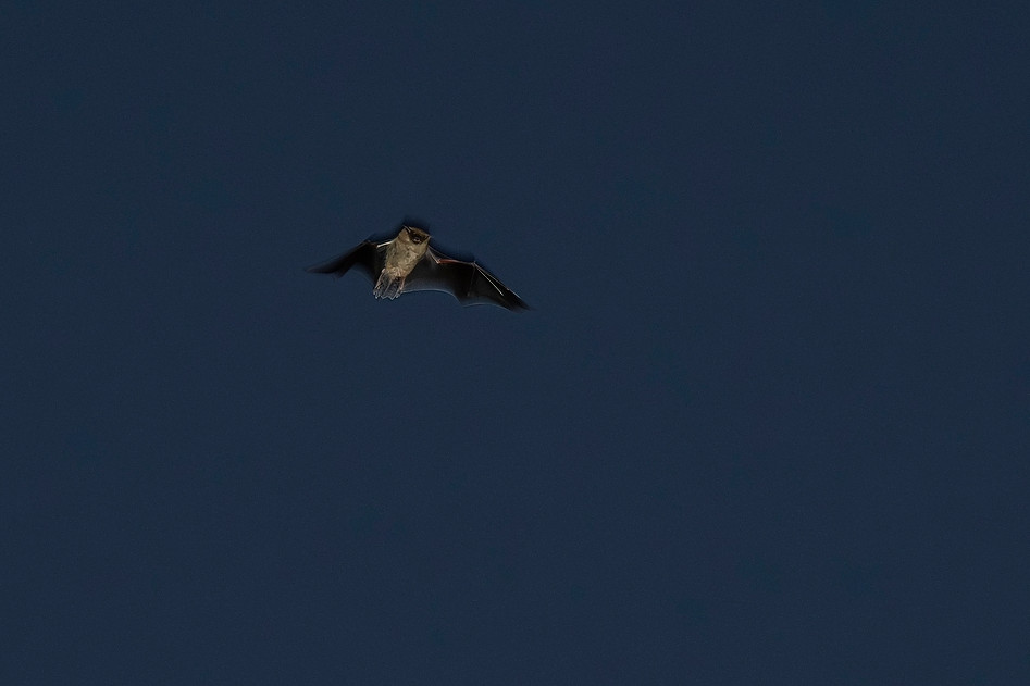 Photo of a single bat flying in the night sky