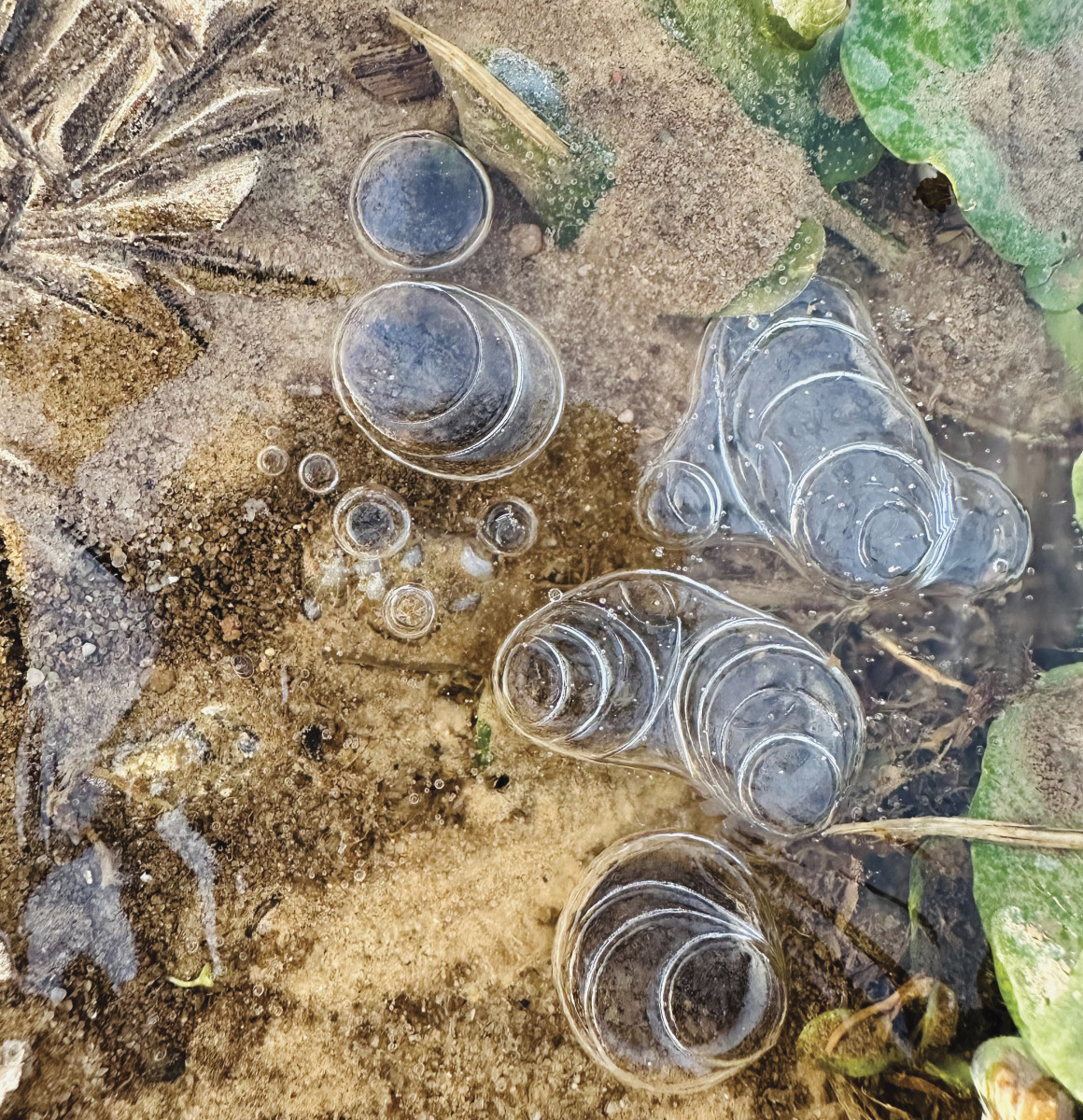 an image of soil and green leaves trapped, along with air bubbles, beneath frozen water in a farm field.