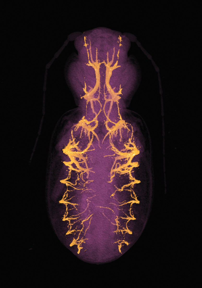 CT of a ground beetle shows the animal's body in opurple with its body-spanning windpipe illuminated in yellow.