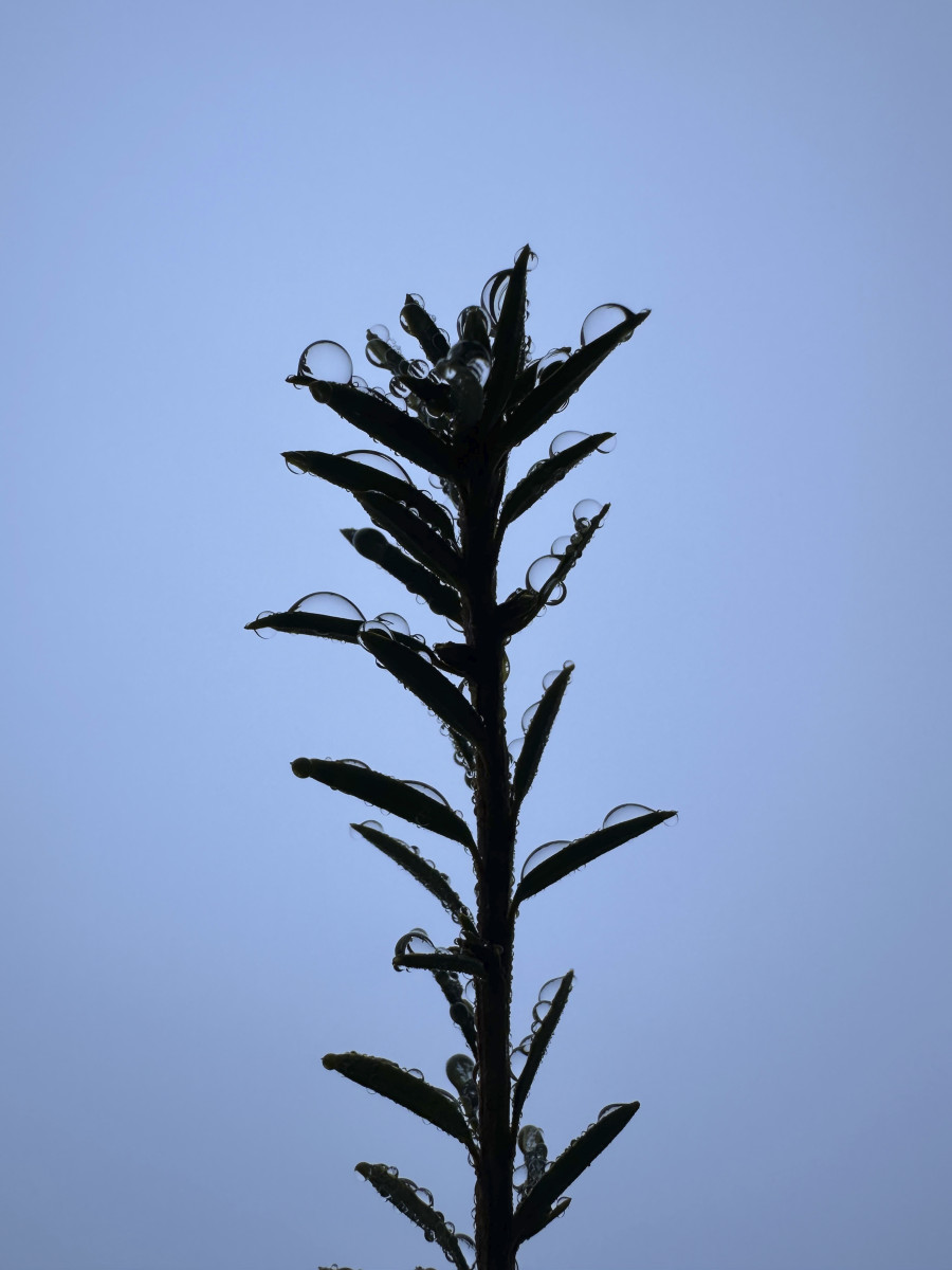 Backlit silhouette of a plant's stalk and leaves covered in water droplets.