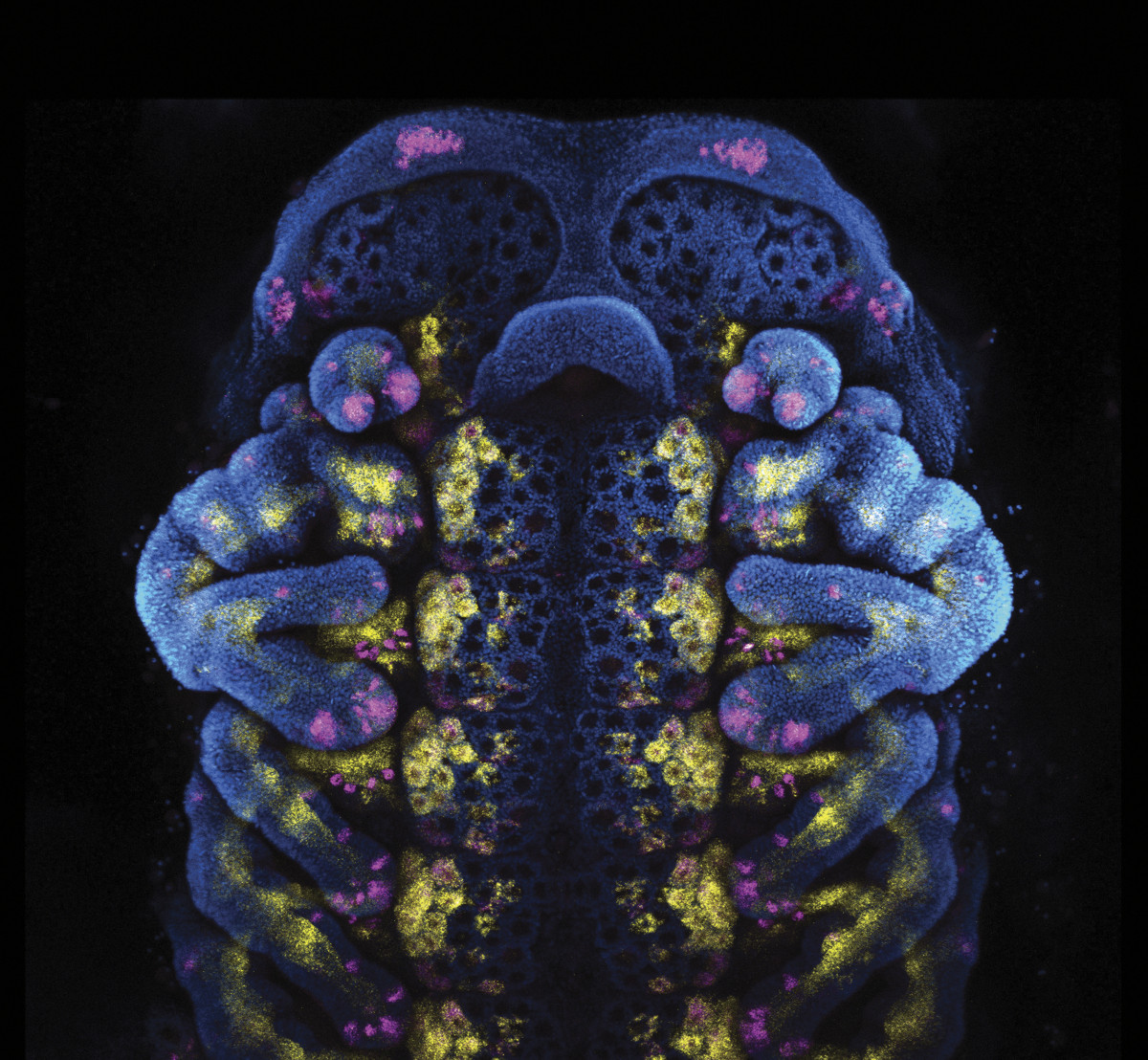 Photo of a a squat, teddy-bear-like bark scorpion embryo colored in dark blue with bright pink and yellow speckles.